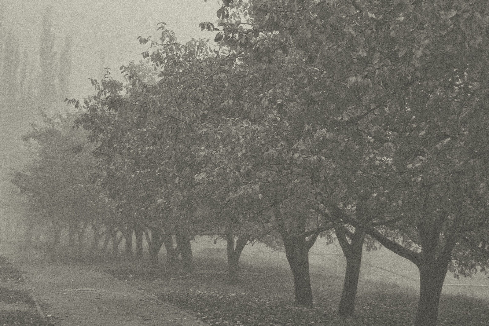 Konstantin Chemeris. Town. Untitled